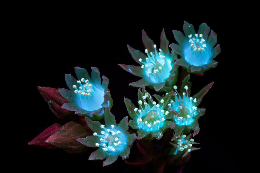 Цветы в ультрафиолете Творчество