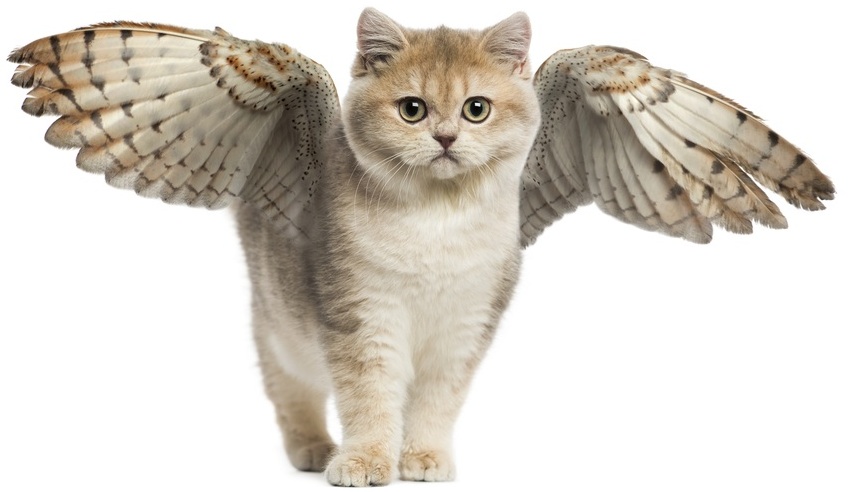 У какой кошки есть крылья