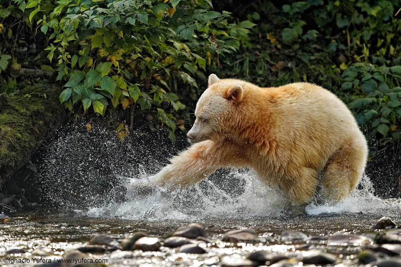 Призраки канадского леса. Почему вся популяция черных медведей стала белой?⁠⁠