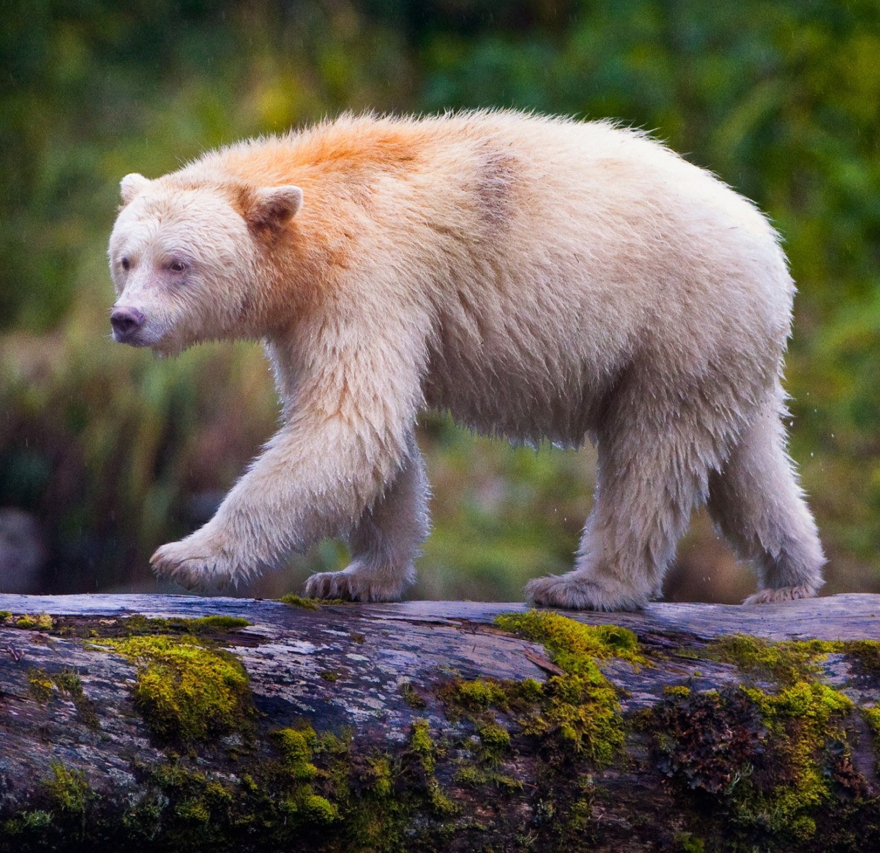 Призраки канадского леса. Почему вся популяция черных медведей стала белой?⁠⁠