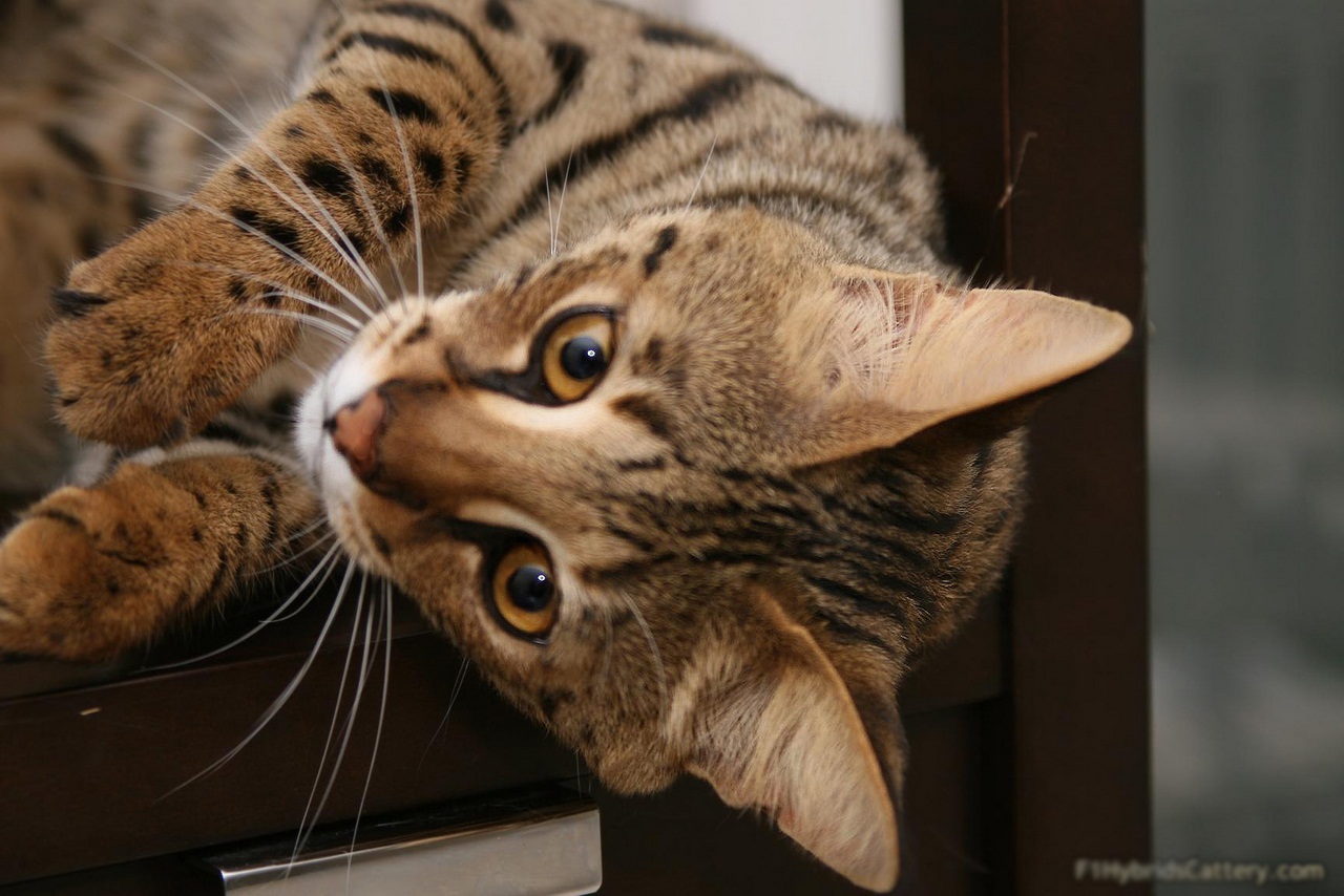 Самая крупная домашняя кошка в мире порода ашера