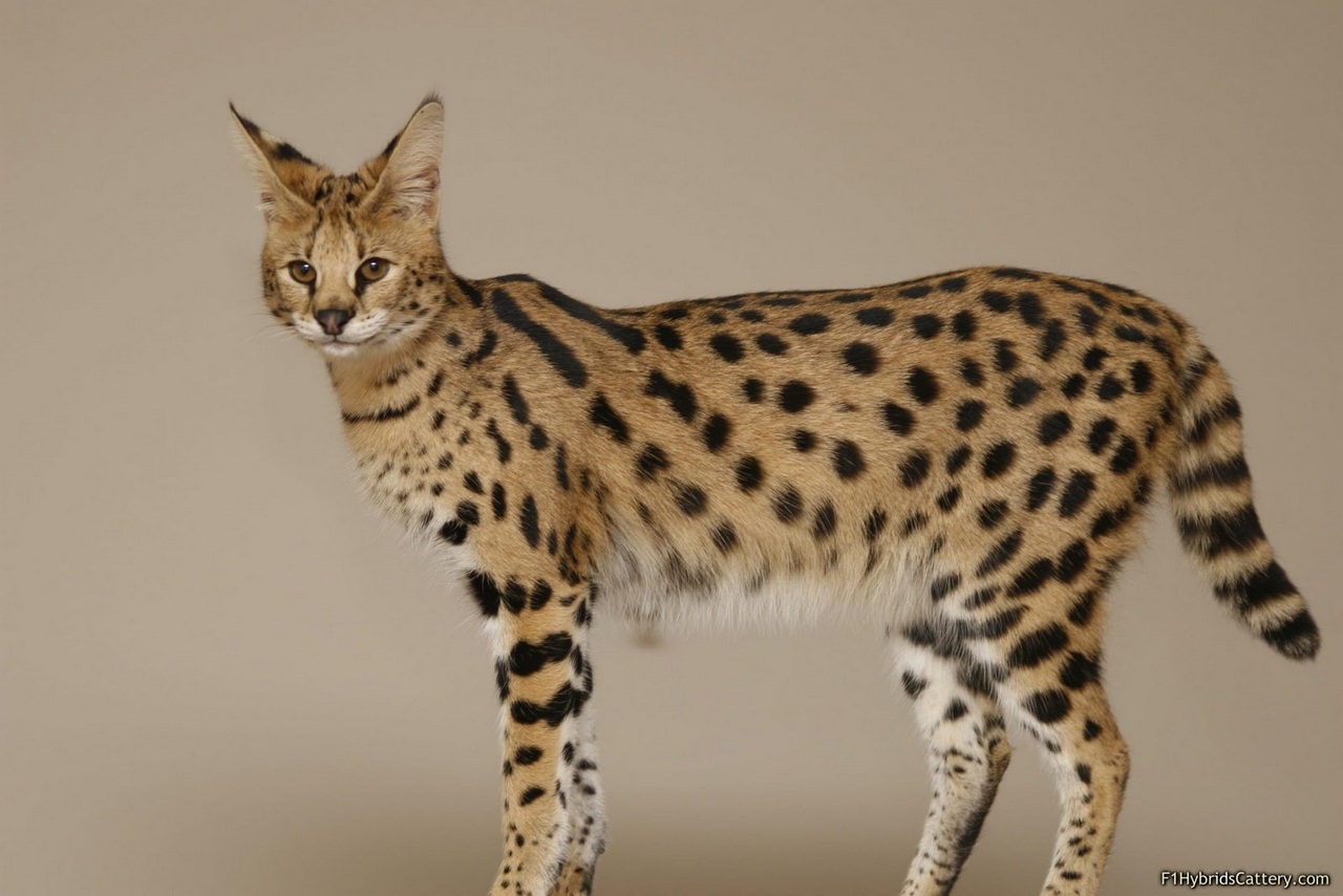 Самая большая порода кошек в мире ашера
