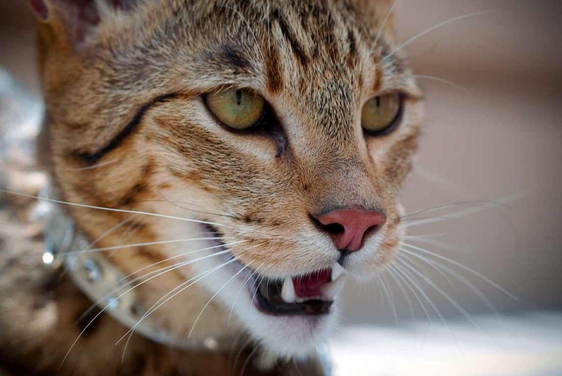 Существует ли порода кошек ашера