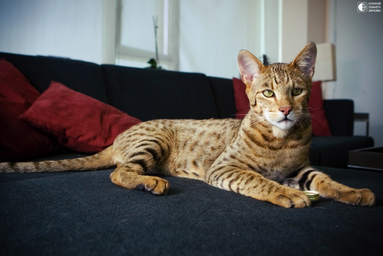 Самая большая порода кошек в мире ашера