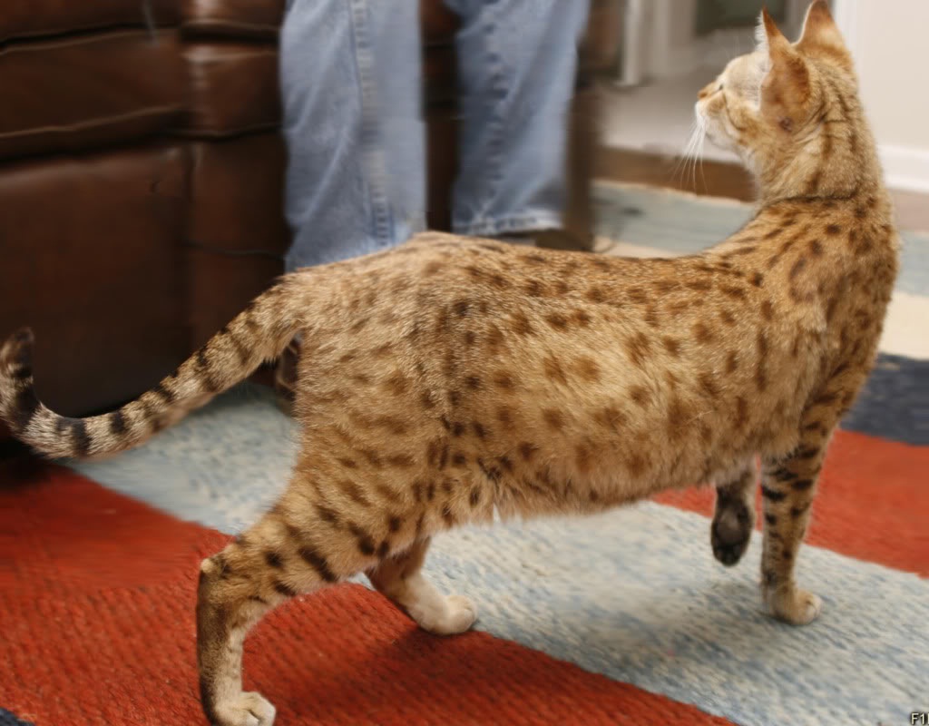 Самая большая кошка в мире породы ашер