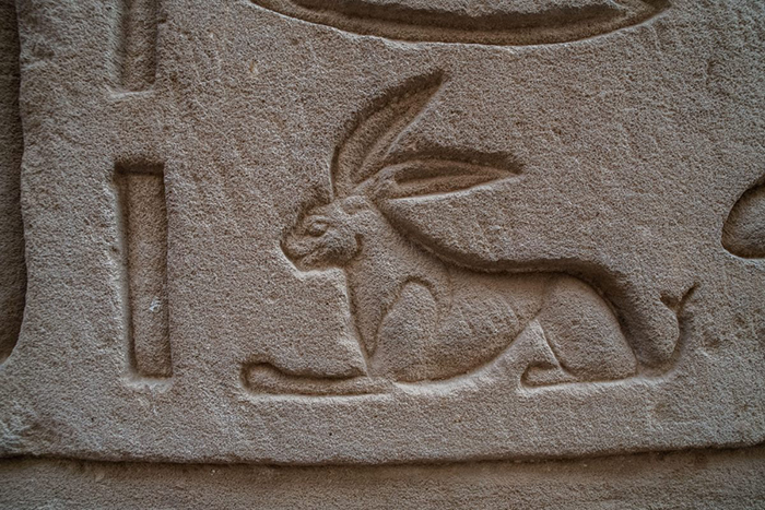 Почему древние египтяне считали кроликов порождением подземного мира Традиции
