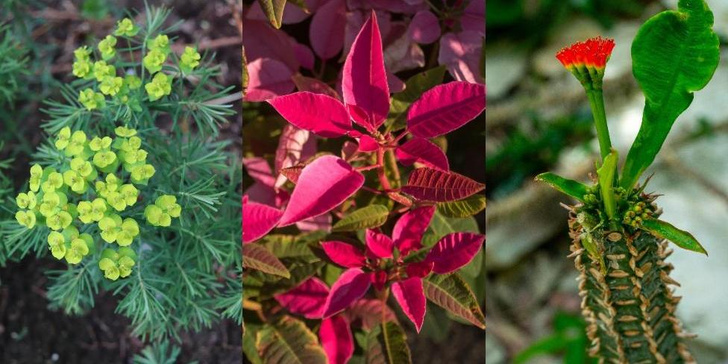 10 самых опасных и ядовитых растений, встречающихся в России Растения