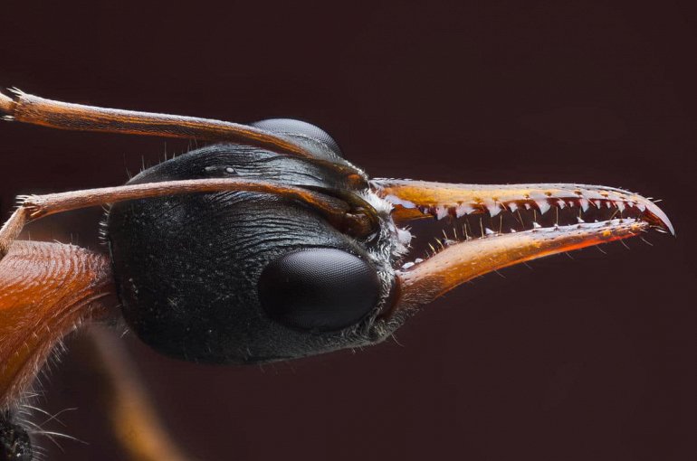 жало муравья