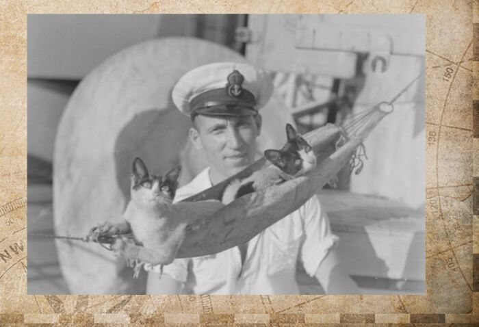 Кошки с моряком. 1941 год.