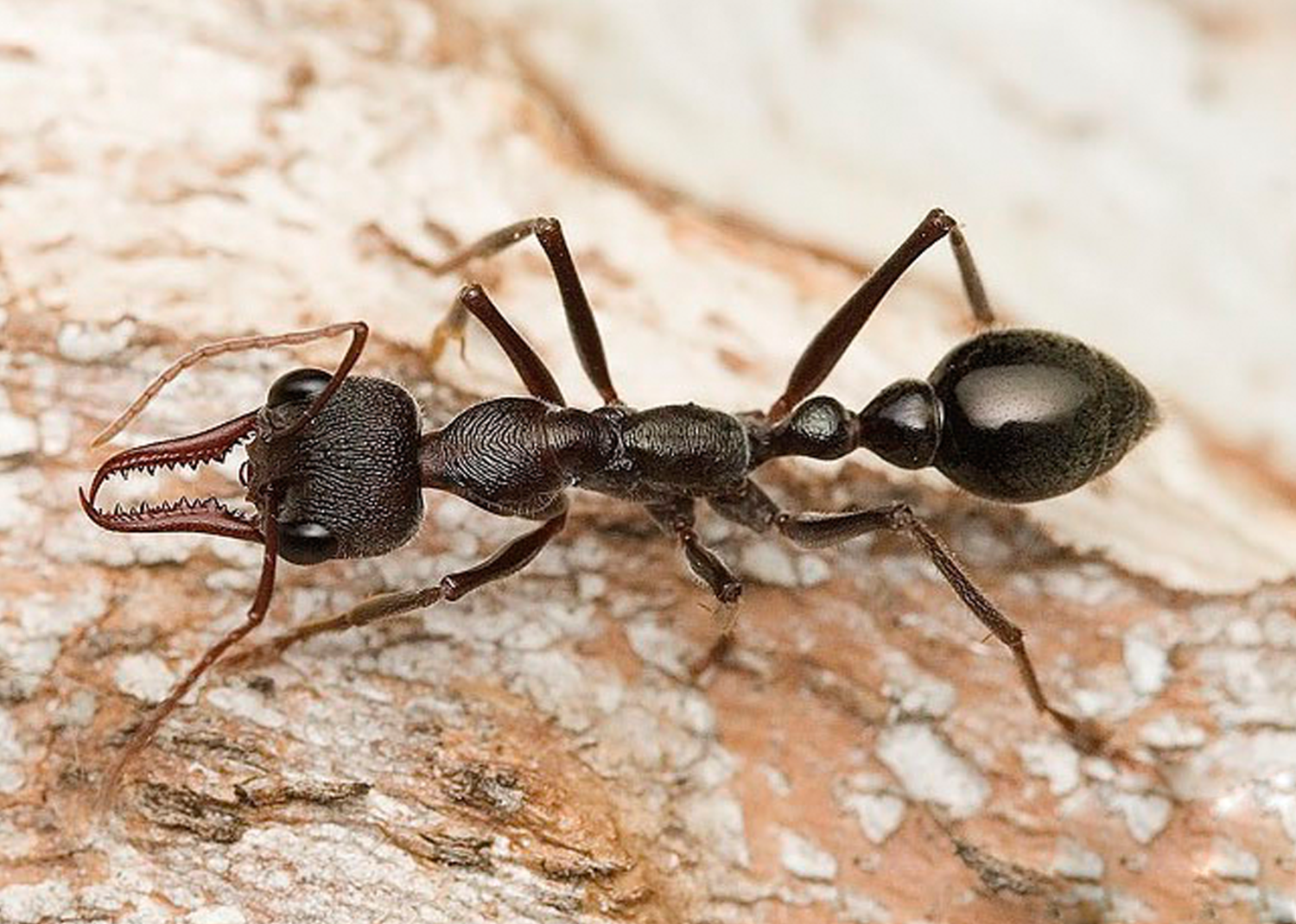 Самый опасный муравей в мире СамыйСамый,Насекомые