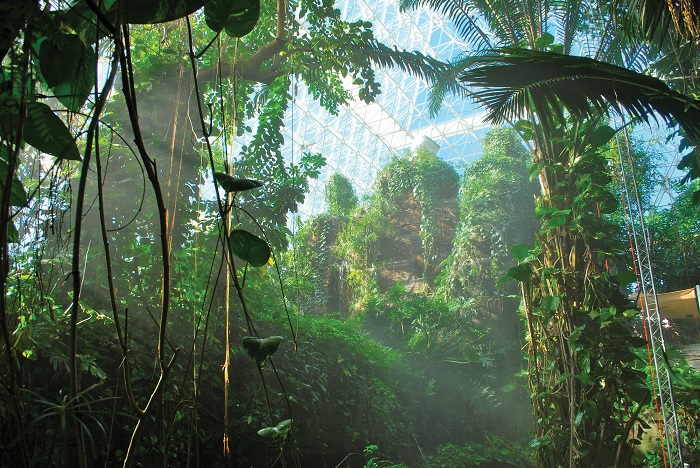 Тропический лес в «Биосфере-2». /Фото: dartmouthalumnimagazine.com