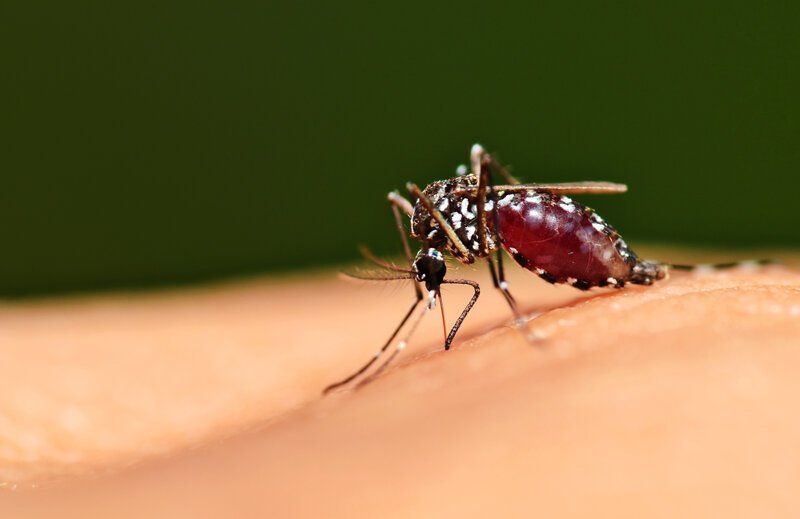 Пять этапов жизни комара Насекомые
