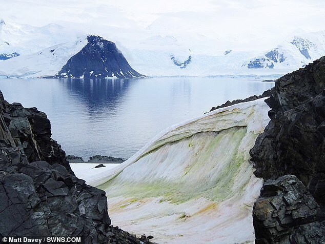 Антарктида стремительно зеленеет