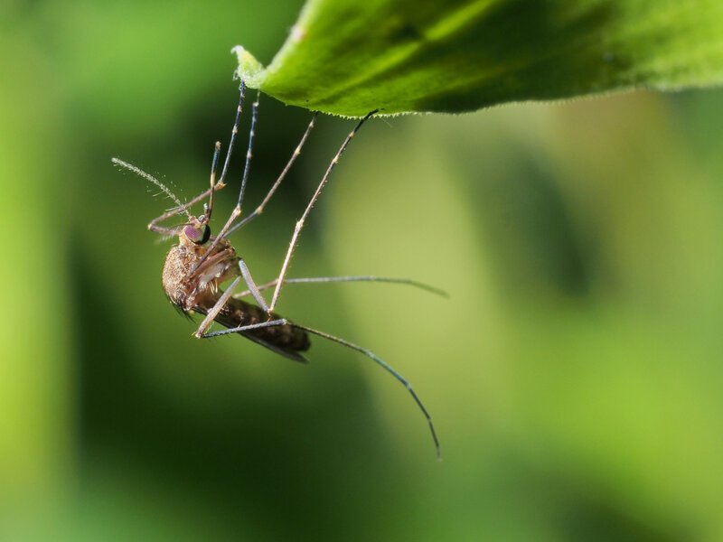 Пять этапов жизни комара Насекомые