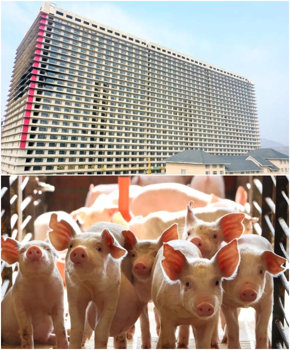 Животные из племенных хозяйств вначале попадают в подземные распределители, а затем их расселяют по этажам (Pig Hotels, Китай).