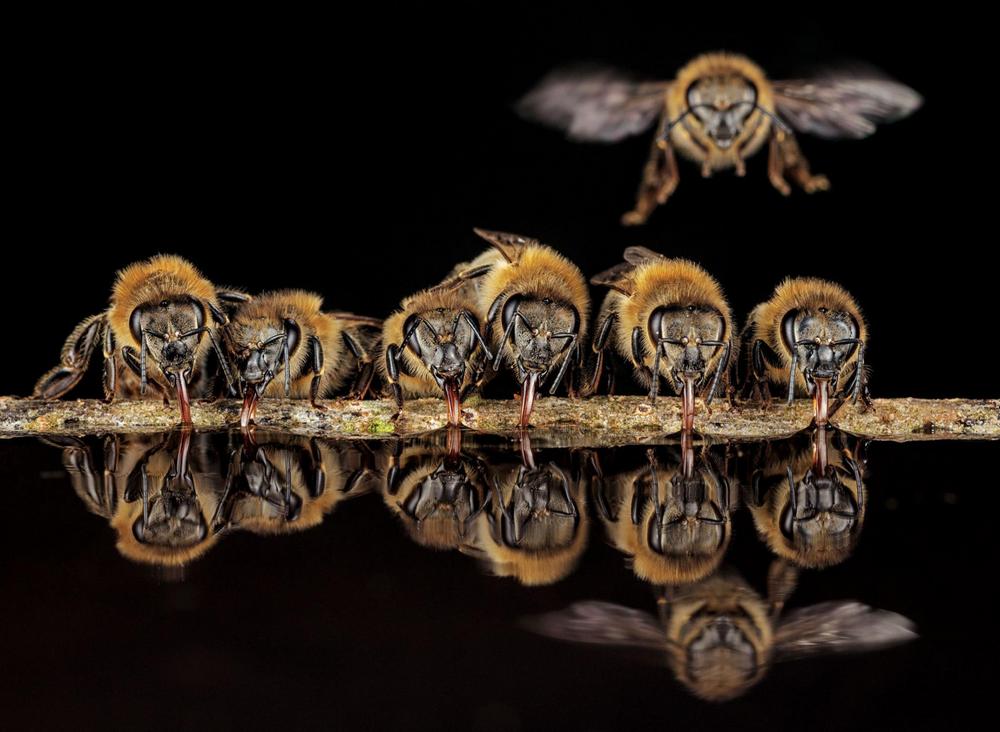 Тайны диких пчел Насекомые