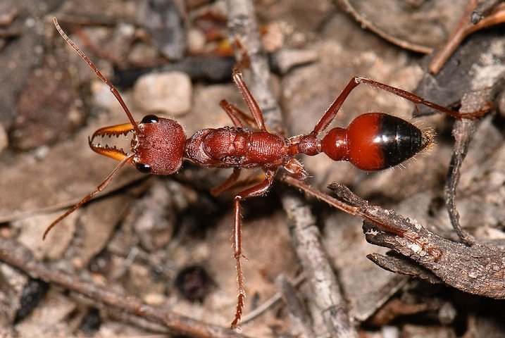 муравей бульдог
