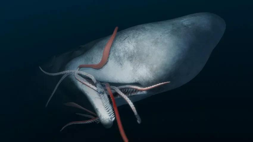 Мифы и правда о гигантских кальмарах Море