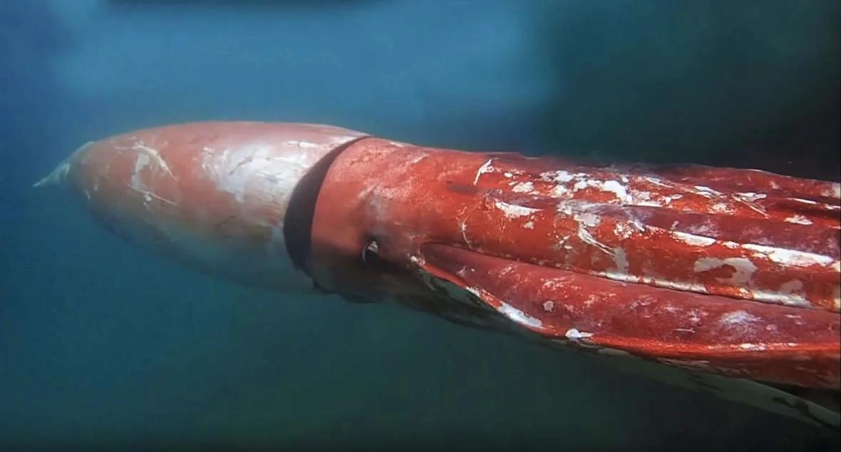 Мифы и правда о гигантских кальмарах Море