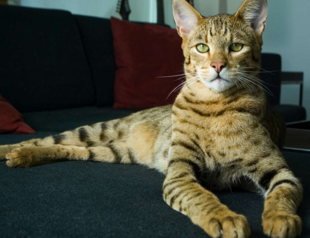 Самая большая кошка в мире породы ашер