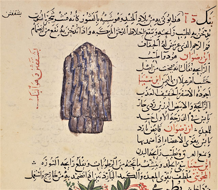 В этой рукописи, написанной врачом XII века аль-Гафикой, кофе изображён либо в виде коры, либо, возможно, в виде шелухи кофейного зерна. / Фото: atlasobscura.com