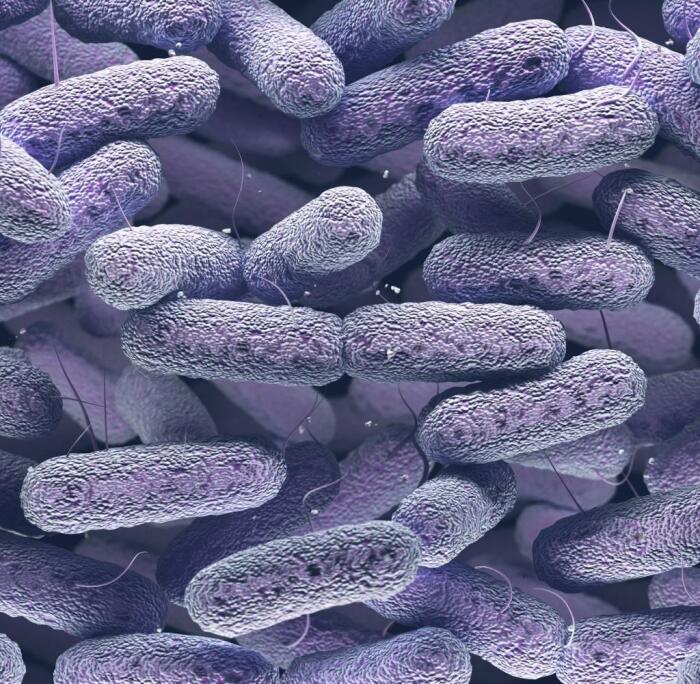 Бактерия Enterobacter bugandensis. /Фото: microbiologysociety.org
