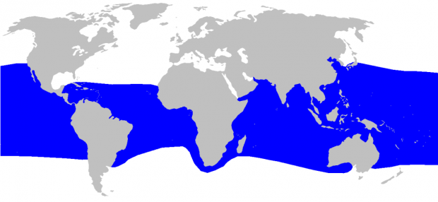 Большеротая акула (лат. Megachasma pelagios) (англ. Megamouth shark)