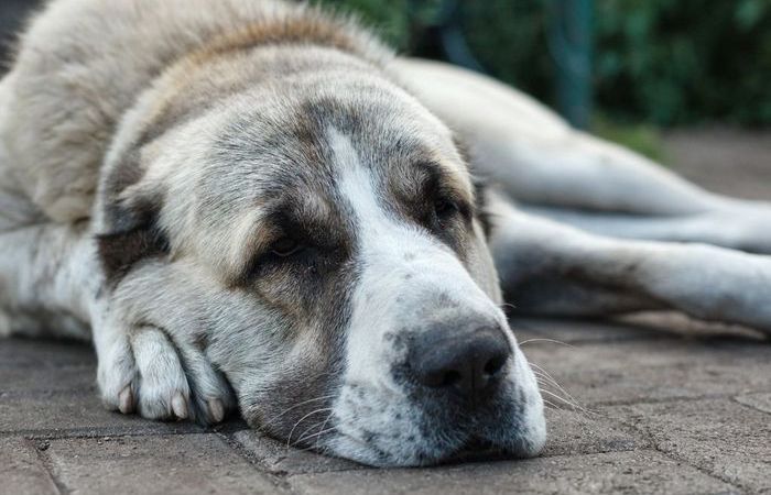 7 важных недостатков одной из старейших сторожевых пород в мире Собаки