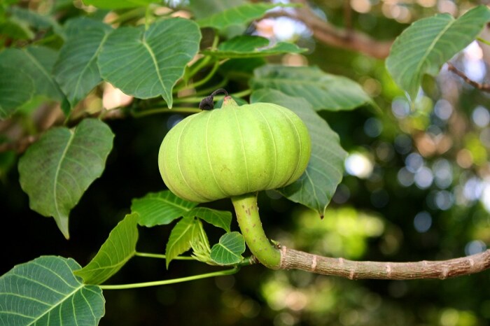 Главная особенность дерева - его плоды. /Фото: flickr.com.