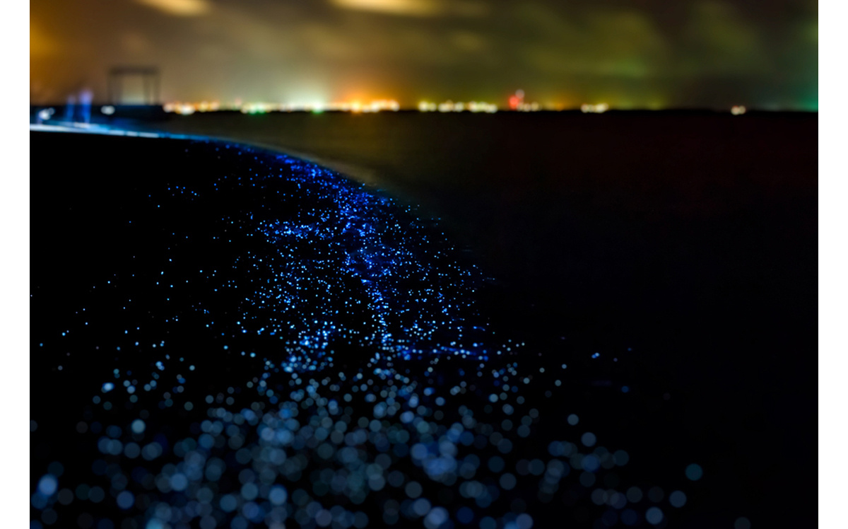 Морские светлячки