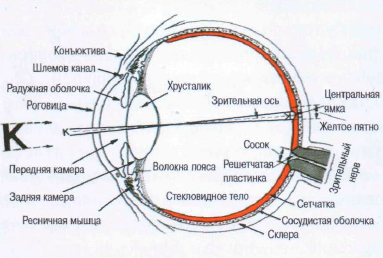 Изображение получаемое на сетчатке