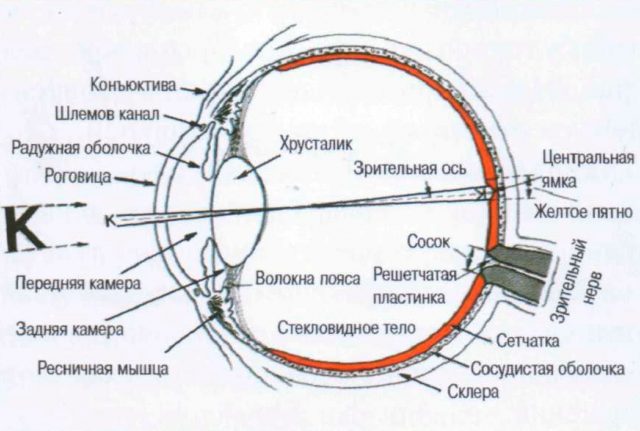 На сетчатке глаза человека изображение получается действительное прямое