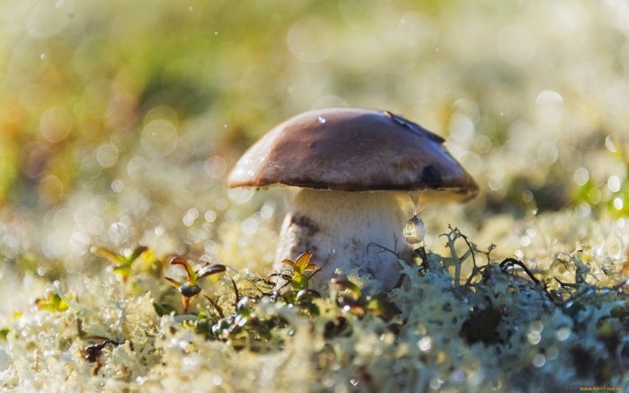 Скорость роста грибов разнится от их вида. /Фото: yandex.by.