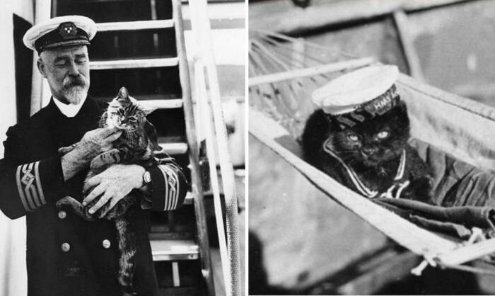Почему моряки считали корабельных котов полноправными членами экипажа Кошки,Корабли