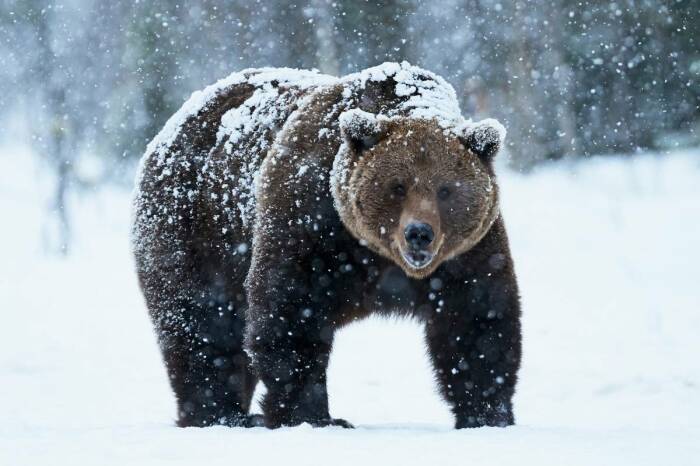 Зимой медведю положено спать. |Фото: ural-meridian.ru.
