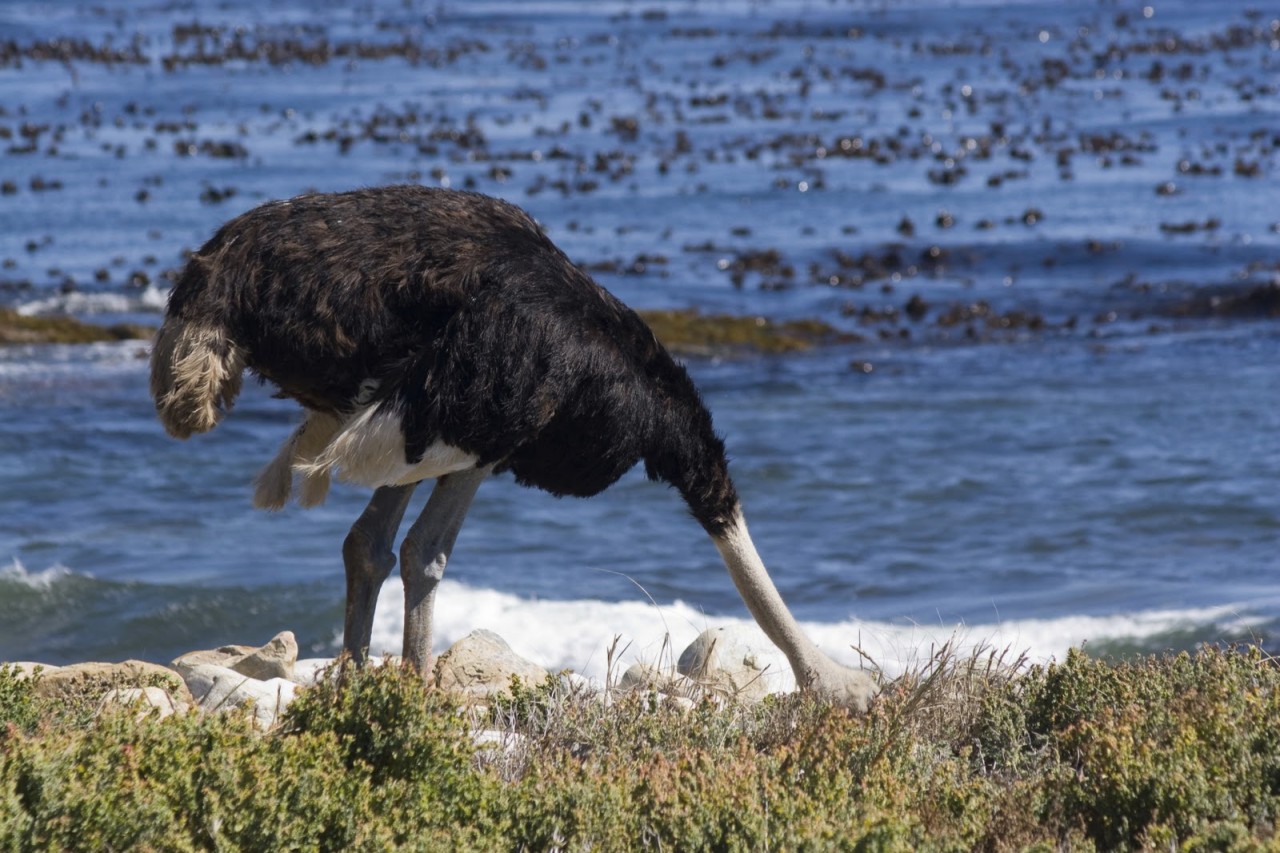 Зачем страус прячет голову в песок? Вопрос