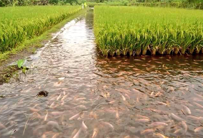 Запуская рыбу на рисовые поля, фермеры получают существенную выгоду / Фото: azniirkh.ru