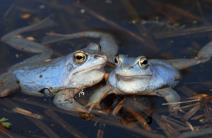 Кроме рыбы начали выращивать еще и лягушек, моллюсков и пресноводные виды креветок / Фото: photosight.ru