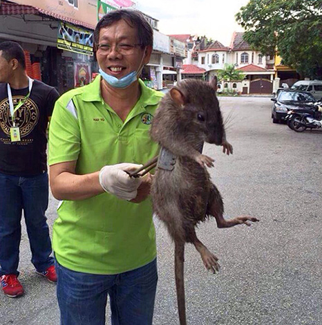 Самая Большая Крыса В Мире Фото