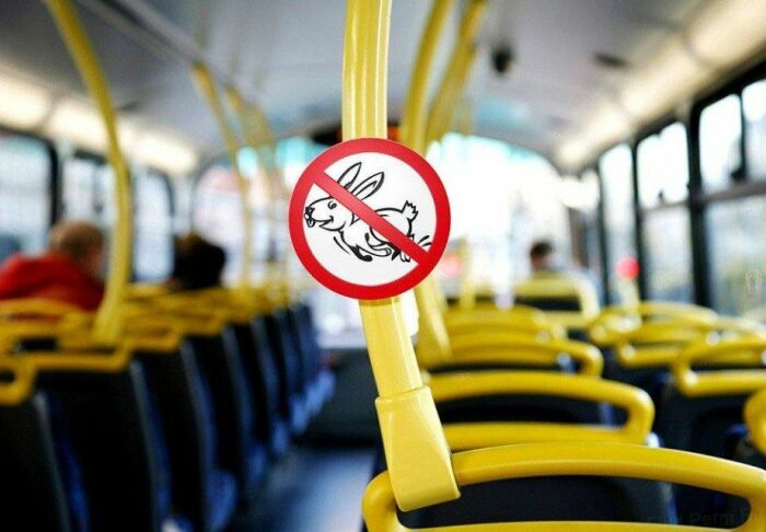 Пассажиры, не желающие оплачивать проезд, похожи на зайцев своим умением прятаться и сбегать от контролеров / Фото: news-life.pro