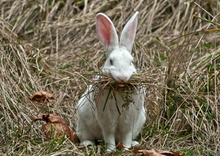 Согласно Старому Завету, кролики не являлись животными с раздвоенными копытами, хотя и жевали жвачку / Фото: yandex.ua