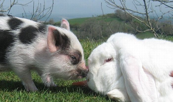 У иудеев мясо свиньи и кролика по сей день считается грязным / Фото: trinixy.ru